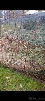 Sliepka bažant poĺný