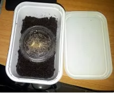 Živé krmivo pre ryby a krevety, machy