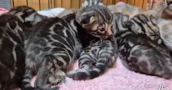 Bengalske macke