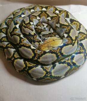 Reticulatus
