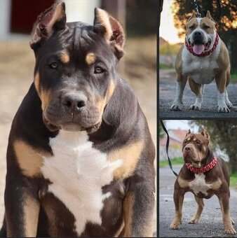 American Bully XL S PP