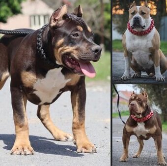 American Bully XL S PP