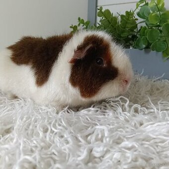 Viggo US Teddy samček morča