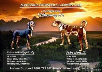 Louisianský leopardí pes - šteniatka s PP