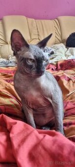Sphynx