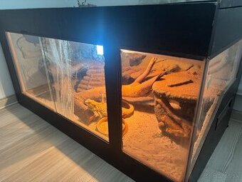 Agama bradata + terarium - 1