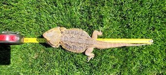 Agama bradatá