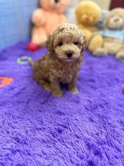 Maltipoo