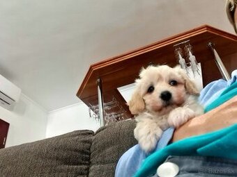 Maltipoo cavapoo Cockapoo pudel