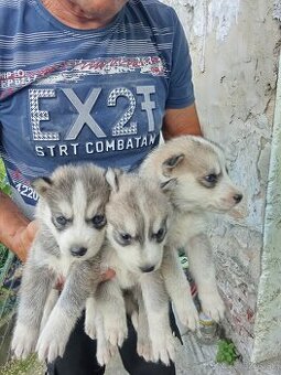 Sibírsky husky