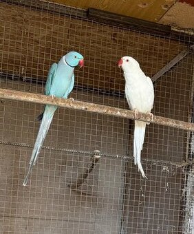 Alexander malý - pár