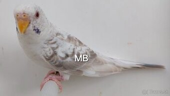 Fallow blackwings andulky