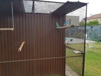 Koupím 0.1 nebo 1.1 Barnard ččelý modrý kr 25