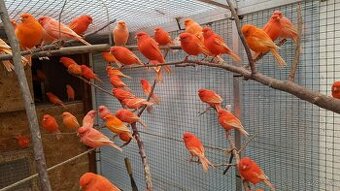 S76 odčervenie a ochrana vtáctva - 1