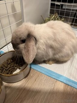 Minilop (mini baranček)