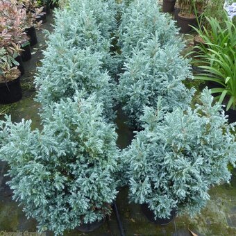 Predám prebytky rastlín cyprustek baby blie