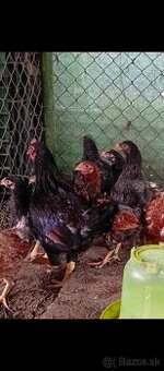 Indická bojovníčka.