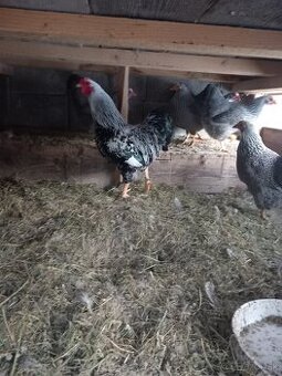 Wyandotka strieborná vlnita