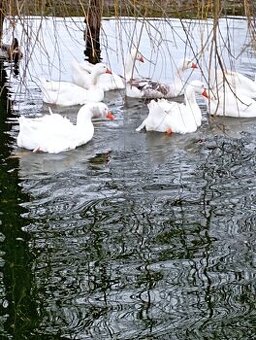 Predám hus a gunara