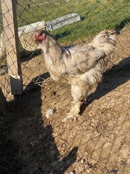 Predám kohútov Brahma veľká