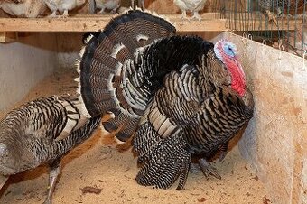 Kúpim násadové vajcia morky bronzovej