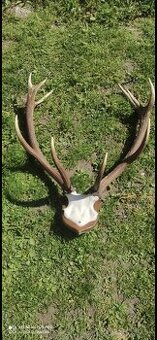 Parožie, parohy, zhody