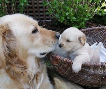 Zlatý retriever