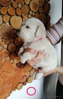 Zlatý retriever
