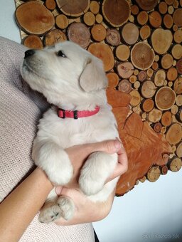 Zlatý retriever