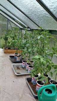 Planty, priesady, sadenice paradajky, rajčiny