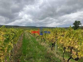 Neobrábaný vinohrad Svätý Jur, smerom na Pezinok, lokalita K