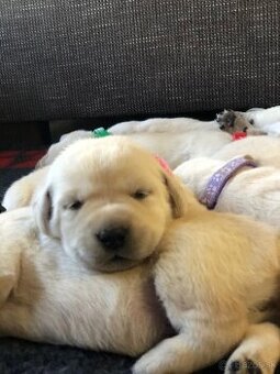 Labrador retriever