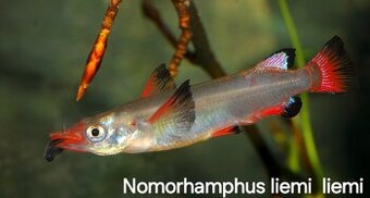 Poloústky Nomorhamphus liemi liemi