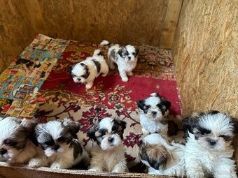 Shitzu, shi tzu REZERVOVANE