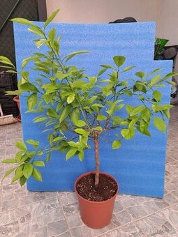 Calamondin Mitis - 1