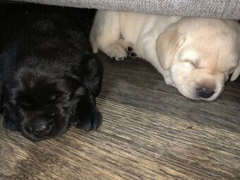 Štěně Labradorského retrievera