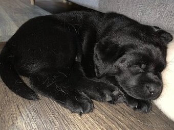 Štěňátka Labradorů - 1