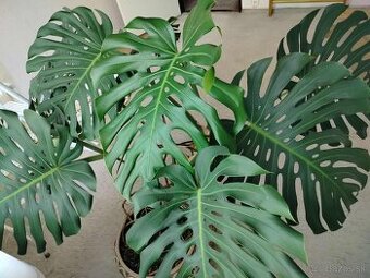 Monstera - 1