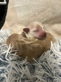 Maltipoo Mini