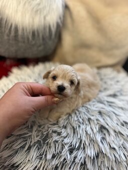 Maltipoo Mini- voľný len svetlý psík