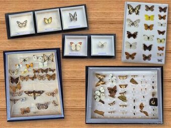 Predám zbierku motýľov