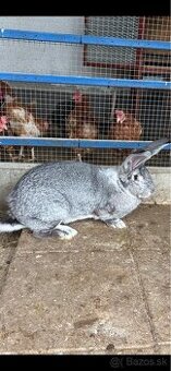 Predám zajaca Belgický obor