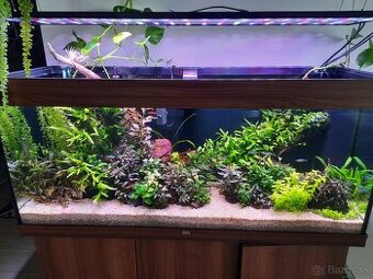 Akvarijne rastliny/ anubias