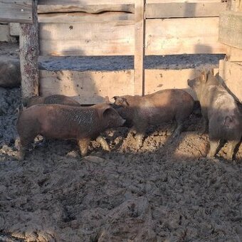 prasiatka, odstavcata