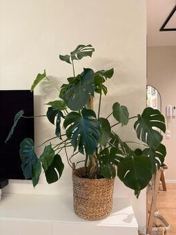 Monstera Deliciosa