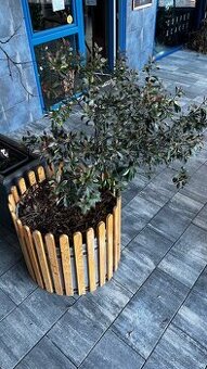 Predám Stromčeky 2ks