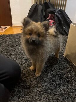Pomeranian+klietocka