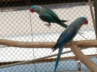 Predám 1:1 ALEXANDER VELKÝ MODRÝ 2024