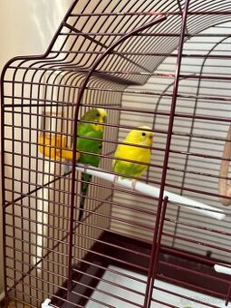 Na predaj dve andulky aj s klietkou a vybavením