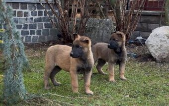 Belgický ovčiak- Malinois